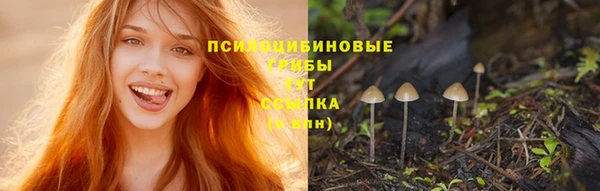 хмурый Аркадак